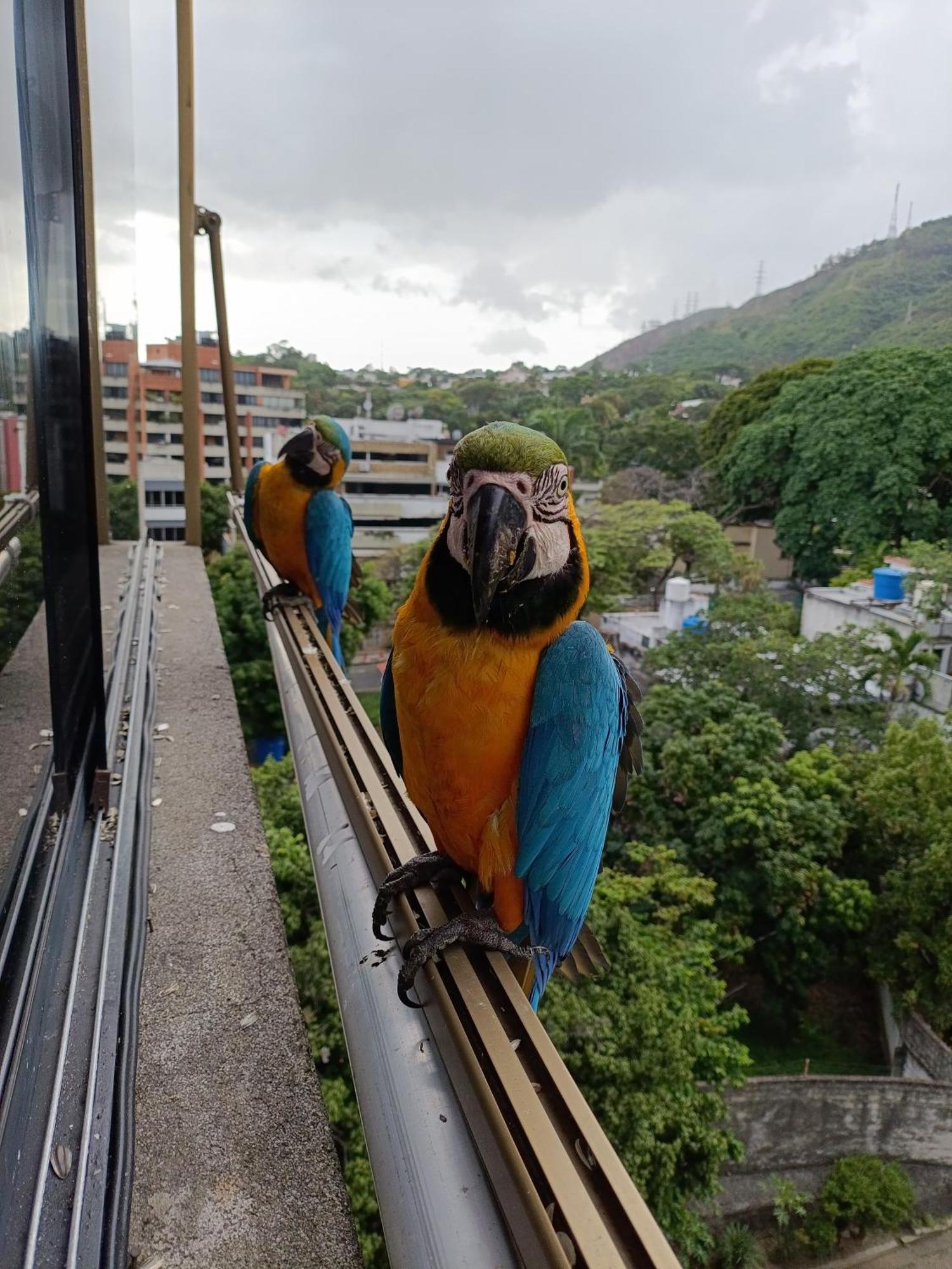 Apartamento La Conejera Caracas Exterior foto
